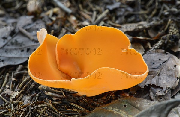 Orange peel fungus