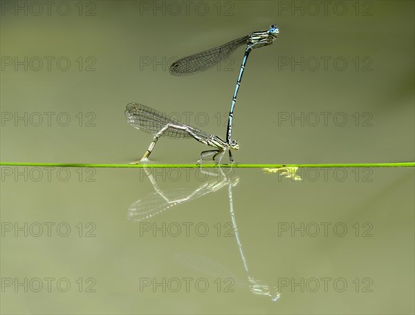 White-legged damselfly