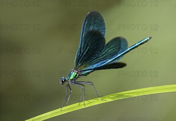 Beautiful Demoiselle