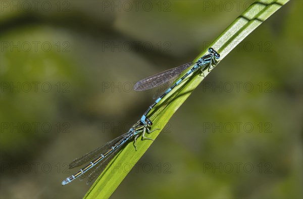 Southern damselfly