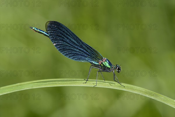 Beautiful demoiselle