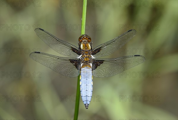 Broad-bodied chaser