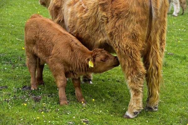 Drinking calf