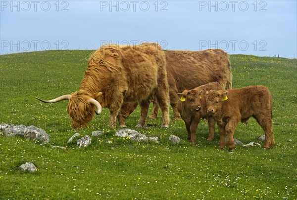 Scottish cattle with two calves