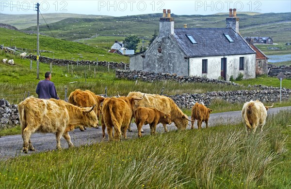 Highland Cattle