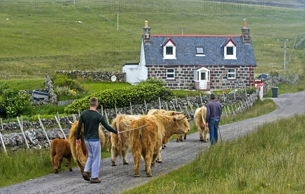 Highland Cattle