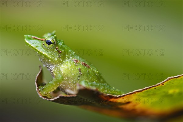 Espada's robber frog