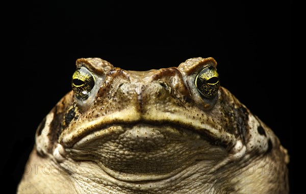 Cane toad