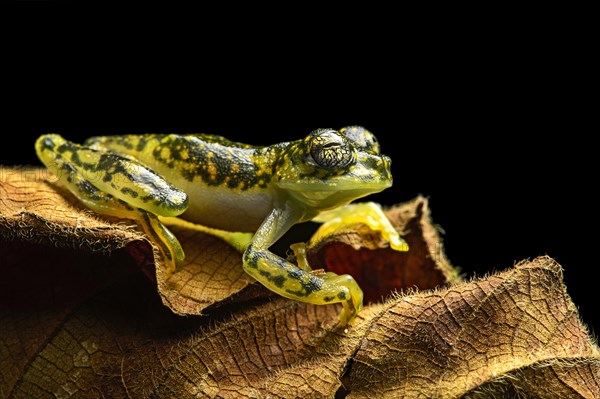 White-spotted Cochran Frog