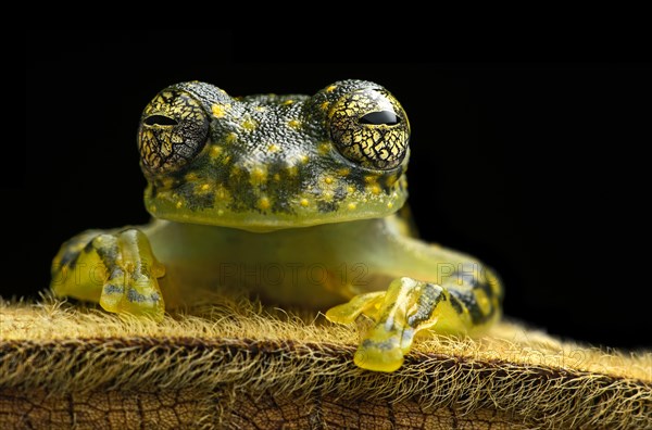 White-spotted Cochran Frog