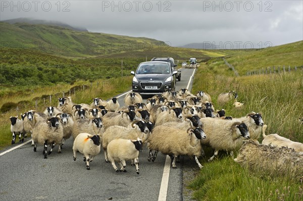 Herd of Scottish Blackface sheep blocking traffic on narrow country road
