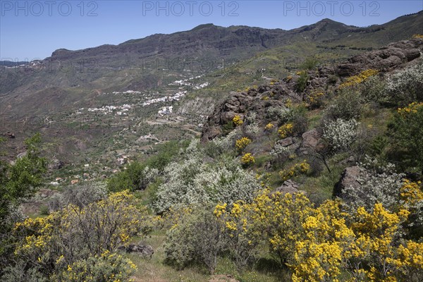 View from a hiking trail below Roque Nublo of blooming vegetation