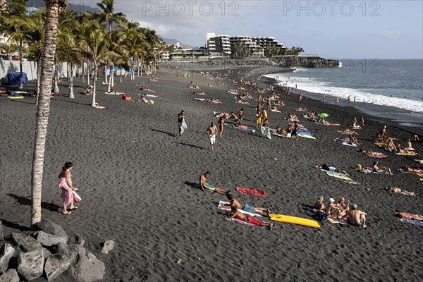 Lava beach with palm trees