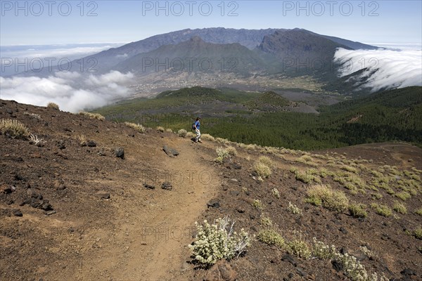 View from Pico Birigoyo onto the pine forest and the waterfall of clouds above the Cumbre Nueva