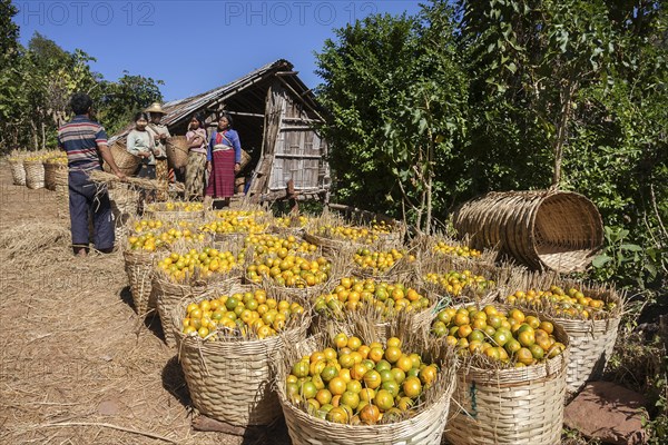 Palaung tribespeople during orange harvest