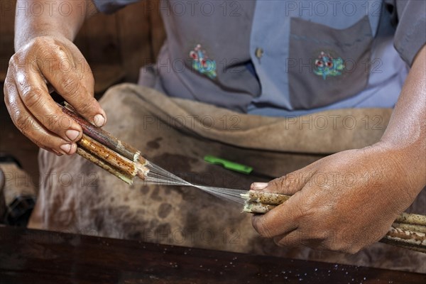 Production of threads from the stems of lotus plants