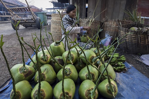 Local woman selling coconuts on the market in Nyaungshwe