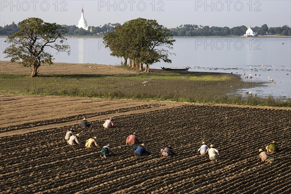 Local women working in the fields