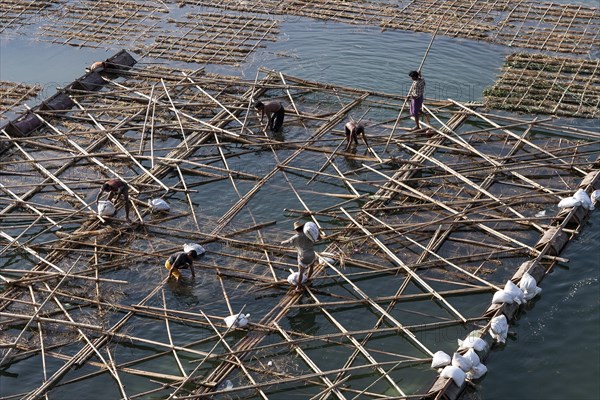 Native workers building a floating bamboo frame on the Irrawaddy or Ayeyarwaddy to create land