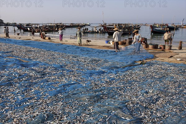 Fish spread out on blue nets to dry on the beach of the fishing village Ngapali