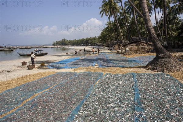 Fish spread out to dry on blue nets on the beach of the fishing village Ngapali