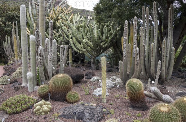 Various cacti