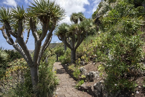 Canary dragon trees