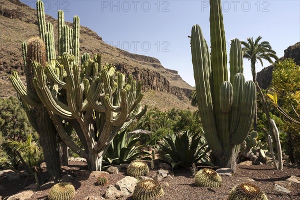 Various cacti