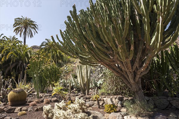 Various cacti