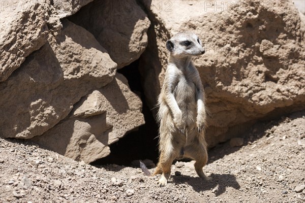 Meerkat