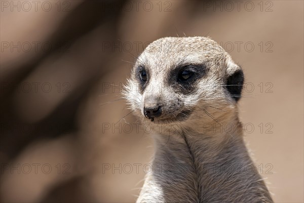 Meerkat