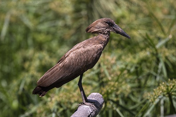 Hamerkop