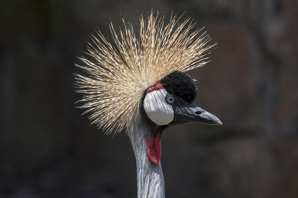 Black crowned crane