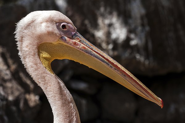 Pelican