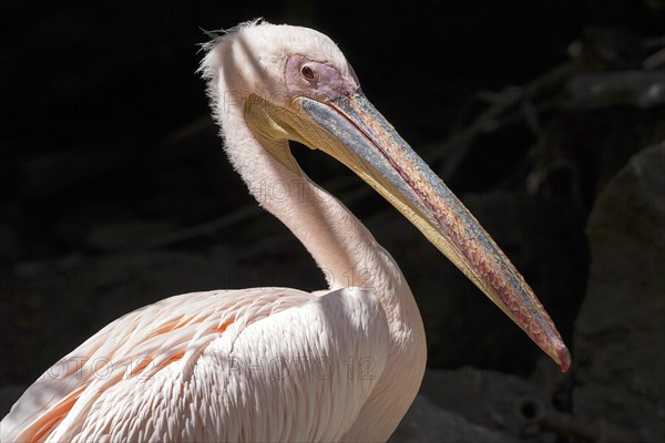 Pelican