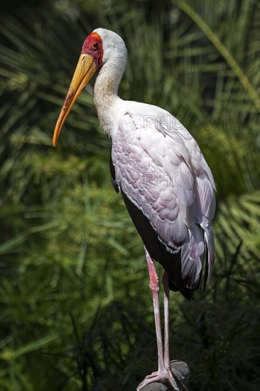 Yellow-billed stork