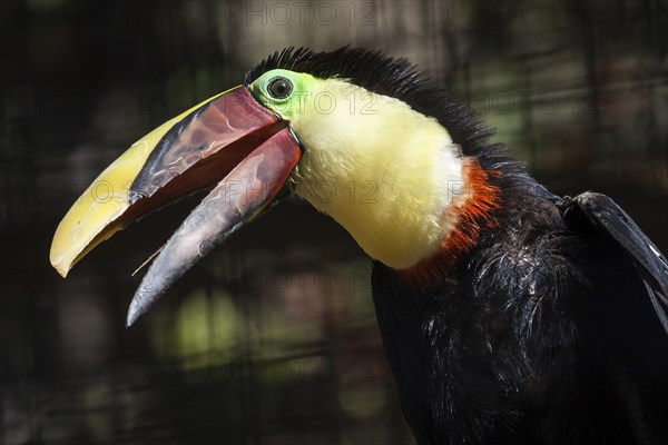 Black-mandibled toucan