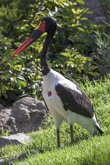 Saddle-billed stork