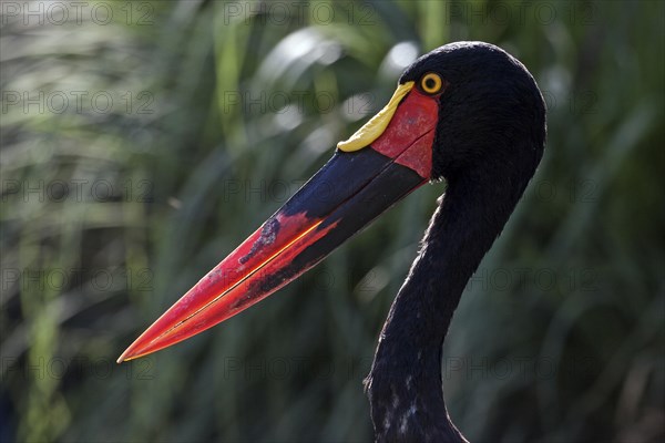 Saddle-billed stork