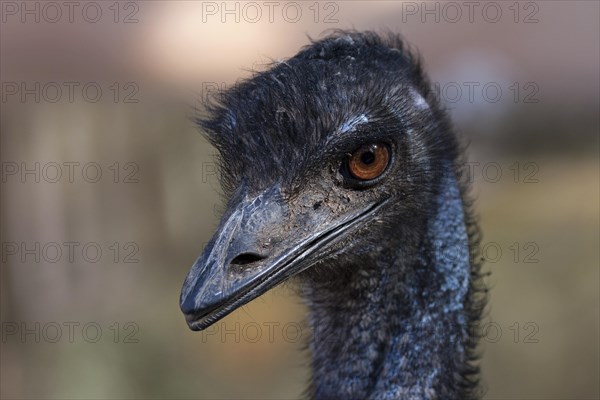 Emu