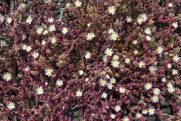 Slenderleaf iceplant