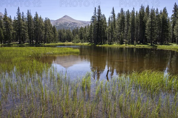 Small lake at the Tioga Road