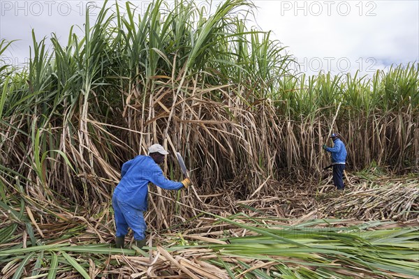 Sugar cane harvest