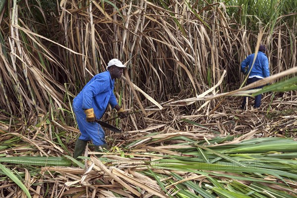 Sugar cane harvest