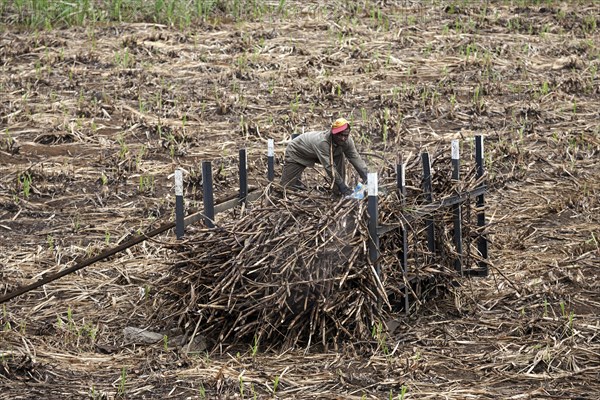 Local man stacking harvested sugar cane