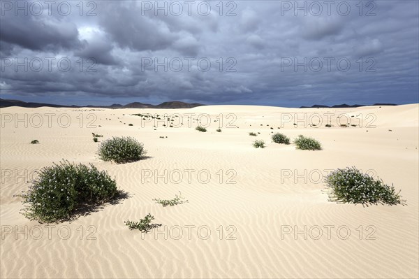 Flowering plants growing in the sand dunes