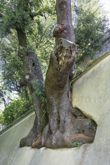 Tree grown in a wall