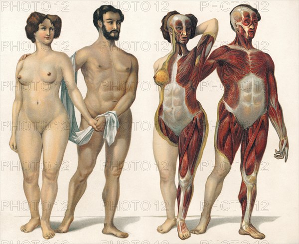 Human superficial muscles