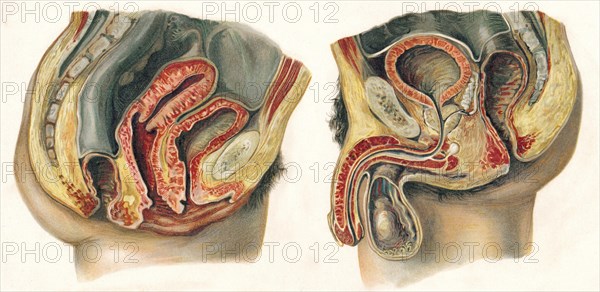 Section of female and male pelvis