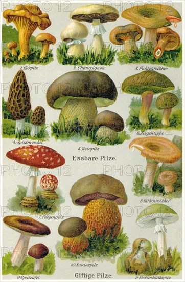 Edible and poisonous mushrooms